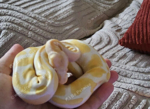 66% het pied female python