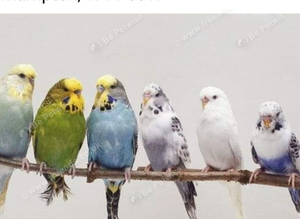 Budgies available....normal & Exhibition