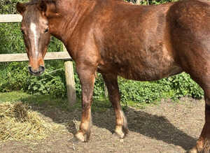 Lovely chestnut mare
