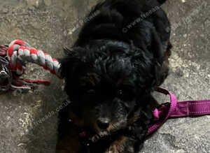 Gorgeous Jackapoo puppy