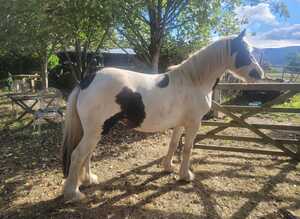 Potential Super Cob.