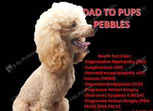 Poodle at stud