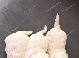 for sale maltese puppies