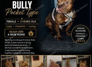 American pocket bully