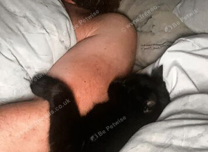 Missing cat