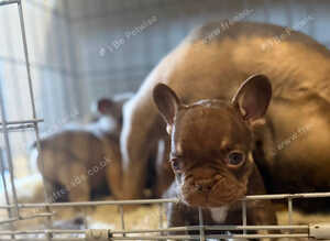KC French Bulldogs