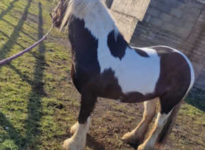 Wanted stables or barn with turn out.