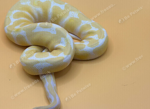 2025 Albino Leopard Poss Het Clown