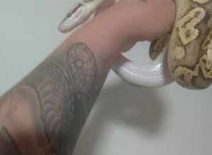 Fire X clown morph ball python