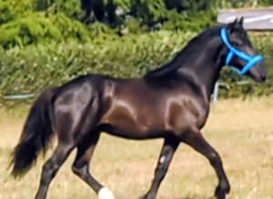 Friesian cross cob to make 15hh+