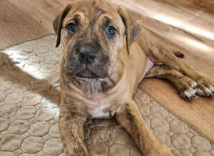 Bullmastiff cross cane corso puppies