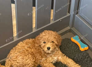 Cavapoo f1b teddy bear