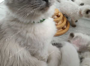 GCCF Registered chocolate and seal colourpoint kittens