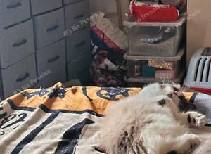 Ragdoll sisters