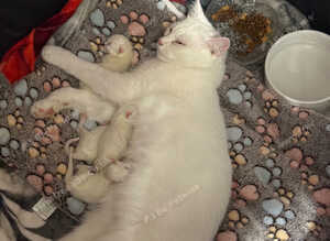 3 Beautiful Khao Manee-Type Kittens Looking for Loving Homes