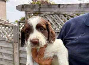 English Springer Spaniel