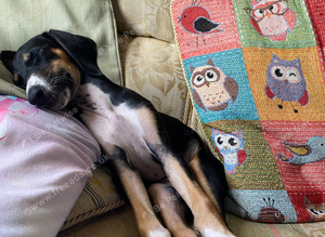 little puppy co co