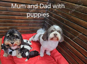 Stunning Havanese Puppies