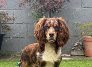 Working Merle Cocker Spaniel For Stud
