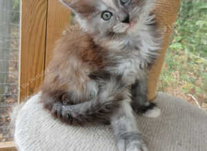 2 Beautiful Pure Breed Maine Coon Kittens
