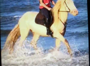 San cler bred cob ride and drive