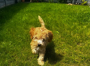 Cockapoo puppies