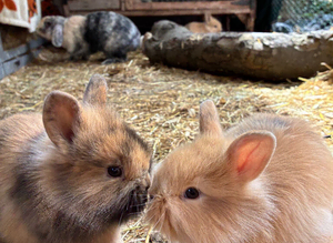 3 beautiful bunnies