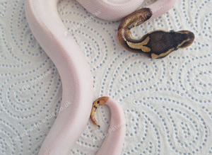 High white piebald royal