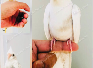 Beautiful hand tamed cockatiels for sale.