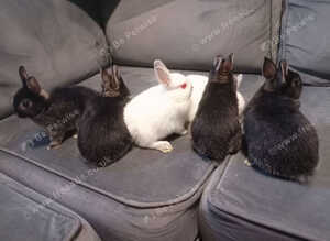 Netherland dwarf rabbits