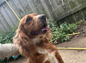 3 year old cocker spaniel bitch