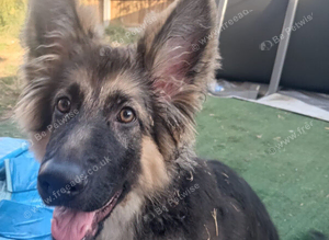 Female German shepherd
