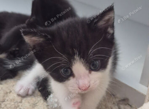 Fluffy kittens