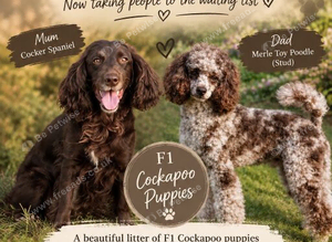 Cockapoo puppies due November