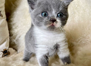 British Shorthair male Kitten