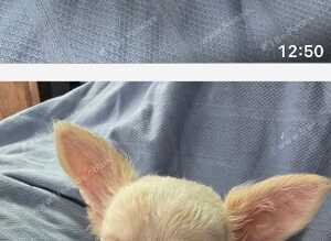 Chihuahua puppies