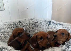 Miniature dachund