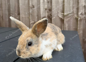 mixed breed rabbits