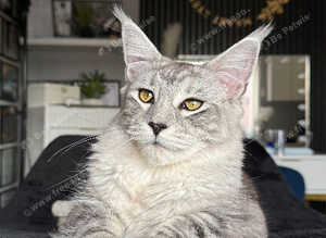 XL russian maine coon