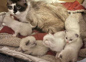 Beautiful Ragdolls-Vac/wormed-2 boys-3 girls. Playful-friendly
