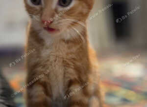 Ginger kitten