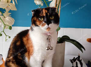 3 pairs kittens& cats spayed chipped