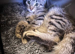 12 week old Kitten bengal parent