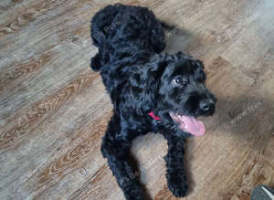 6 month male cockapoo