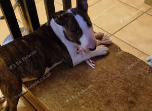Bullterrier puppy