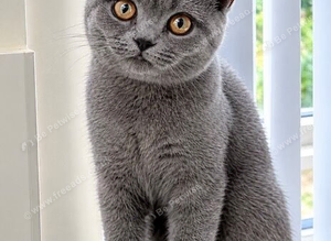 BEAUTIFUL GREY MALE BRITISH SHORTHAIR 8 MONTH OLD KITTEN