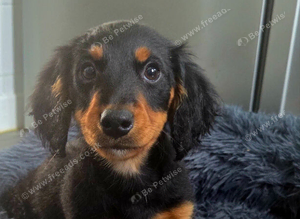 Long haired boy miniature dachshund