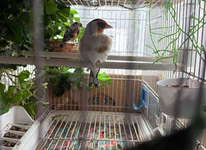 Siberjan goldfinch