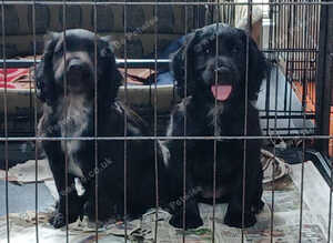 Working cocker pups ready