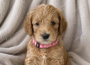 Champagne Cockapoo